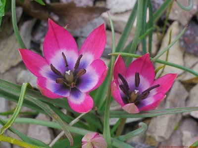 Tulipa_VIS_P1050589_c.jpg