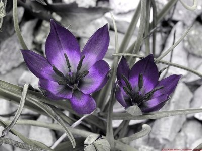 Tulipa_UV_P1050586_c.jpg