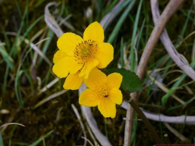 Caltha_palustris_VIS_P1050845_c.jpg