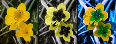 Caltha_palustris_VIS_UV_BV_c.jpg