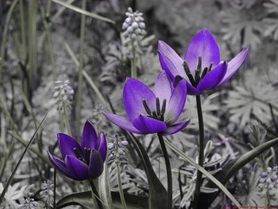 Tulipa_saxatilis_UV_P1050773_c.jpg