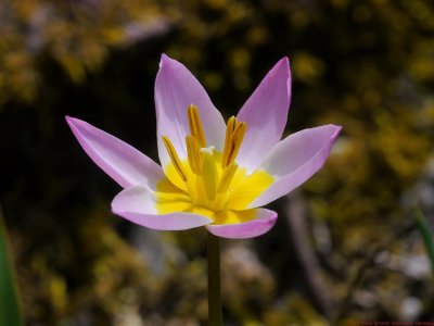 Tulipa_saxatilis_VIS_P1050902_c.jpg