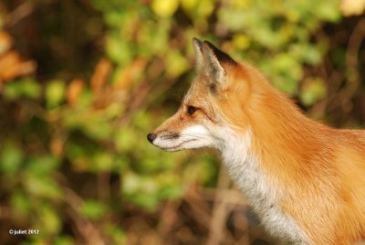 Renard roux (Fox)
