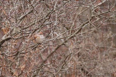 Bruant hudsonien (Tree sparrow)