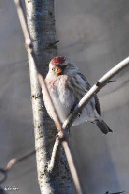 Sizerin flammé (Common redpoll)