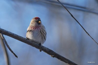 Sizerin flamm (Common redpoll)