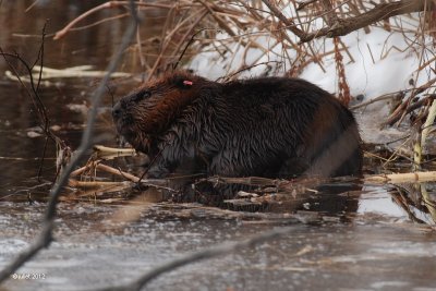 Castor (Beaver)