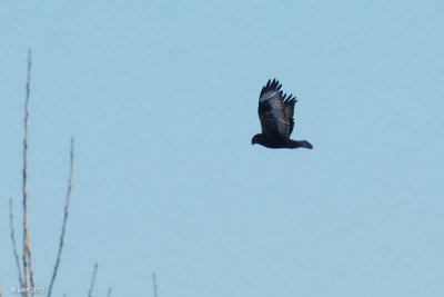 Buse pattue juvénile forme sombre (Rough-legged hawk)