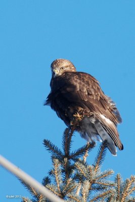 Buse pattue juvénile forme sombre (Rough-legged hawk)