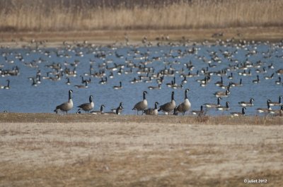 Bernaches du Canda (Canada goose)