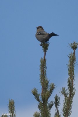 Durbec des sapins (Pine grosbeak)