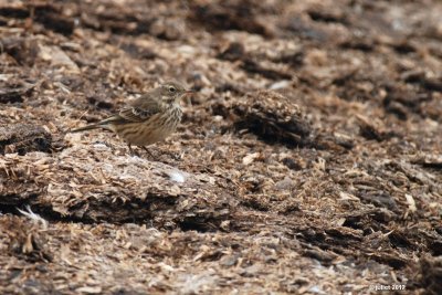 Pipit d'Amrique (Buff-bellied Pipit or American pipit)
