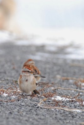 Bruant hudsonien (American tree sparrow)