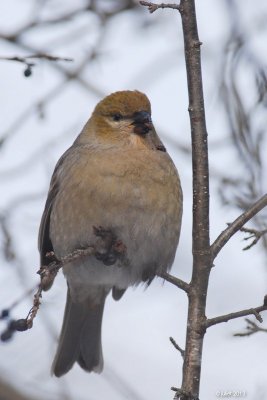 Durbec des sapins (Pine grosbeak)