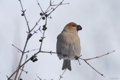 Durbec des sapins (Pine grosbeak)