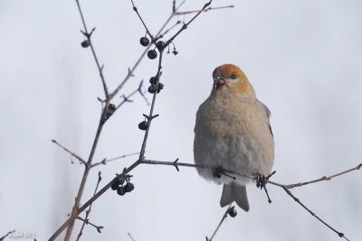 Durbec des sapins (Pine grosbeak)