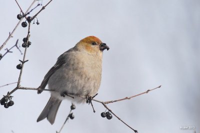 Durbec des sapins (Pine grosbeak)