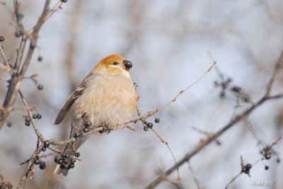 Durbec des sapins (Pine grosbeak)