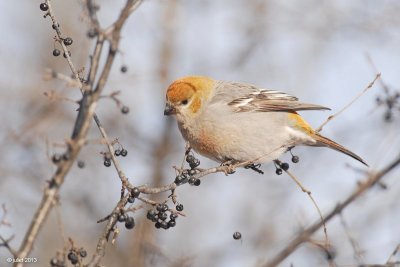 Durbec des sapins (Pine grosbeak)