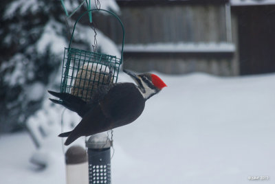Grand pic femelle (Pileated woodpecker)