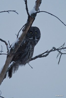 Chouette lapone (Great Gray owl)