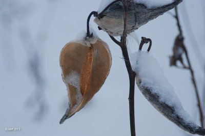 Asclpiade commune (Common Milkweed)