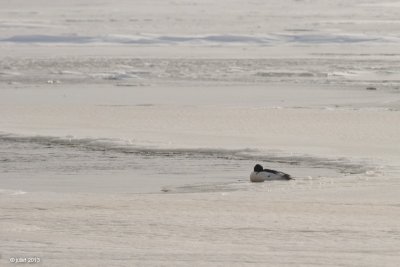 Grand harle (Common merganser)