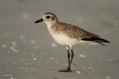 Pluvier argenté, plumage hiver (Black-bellied plover)