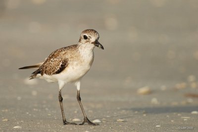 Pluvier argenté, plumage hiver (Black-bellied plover)