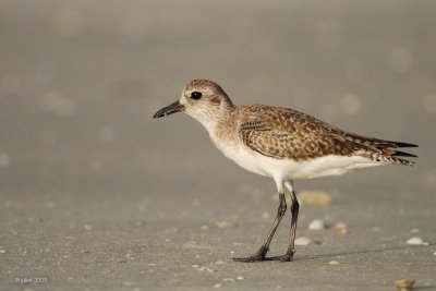 Pluvier argenté, plumage hiver (Black-bellied plover)