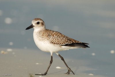 Pluvier argenté, plumage hiver (Black-bellied plover)