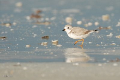 Pluvier siffleur (Piping plover)