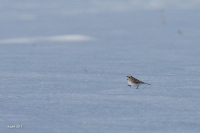 Famille Alaudidae-Alouettes