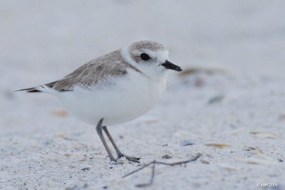 Pluvier  collier interrompu (Snowy plover)