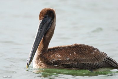 Plican brun (Brown pelican)