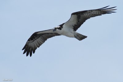 Balbuzard pcheur (Osprey)