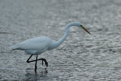 Grande aigrette (Great egret)