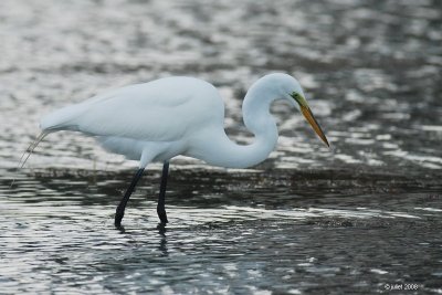 Grande aigrette (Great egret)