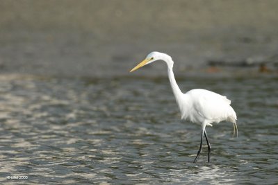 Grande aigrette (Great egret)