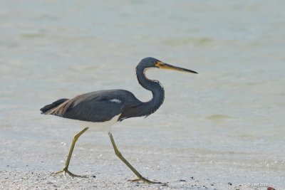 Aigrette tricolore (Tricolored heron)