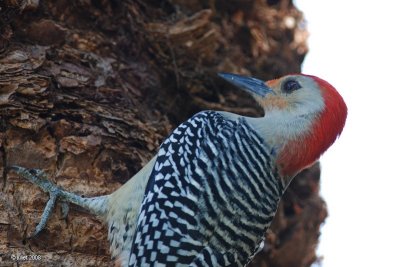 Pic  ventre roux, male  (Red-bellied woodpecker)