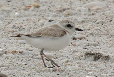 Pluvier  collier interrompu (Snowy plover)