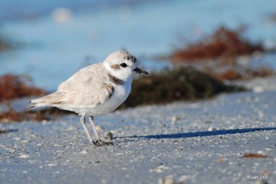 Pluvier  collier interrompu (Snowy plover)