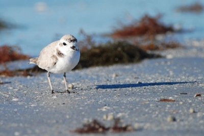 Pluvier  collier interrompu (Snowy plover)