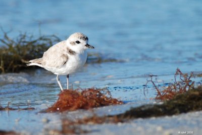 Pluvier  collier interrompu (Snowy plover)