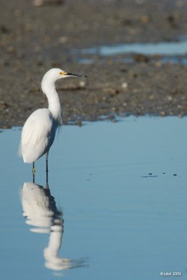 Aigrette neigeuse (Snowy egret)