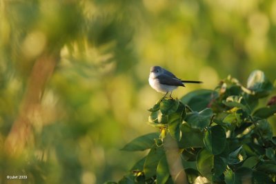 Gobemoucheron gris-bleu (Blue-gray Gnatcatcher)