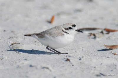 Pluvier  collier interrompu (Snowy plover)