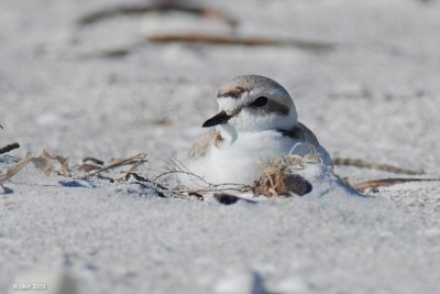 Pluvier à collier interrompu (Snowy plover)