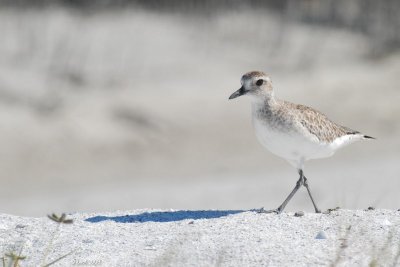 Pluvier argenté (Black-bellied plover)
